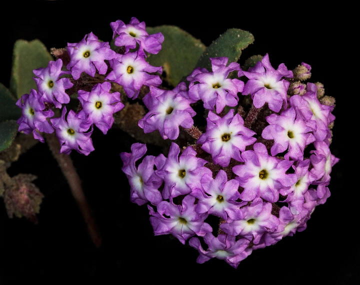 Abronia villosa 16-6102.jpg